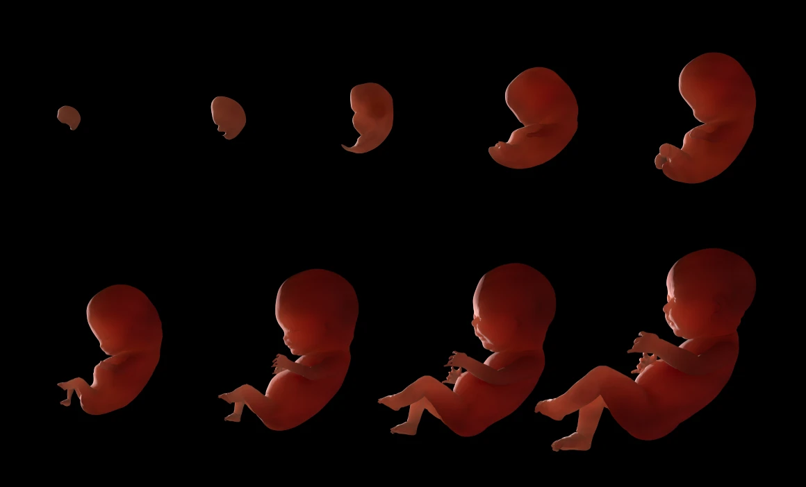 Pregnancy Week By Week: Complete Development Milestones From Conception To Birth