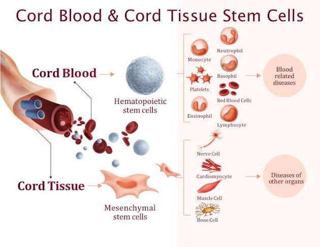 Cord Blood Transplant vs Bone Marrow Transplant: What Every Indian Parent Must Know
