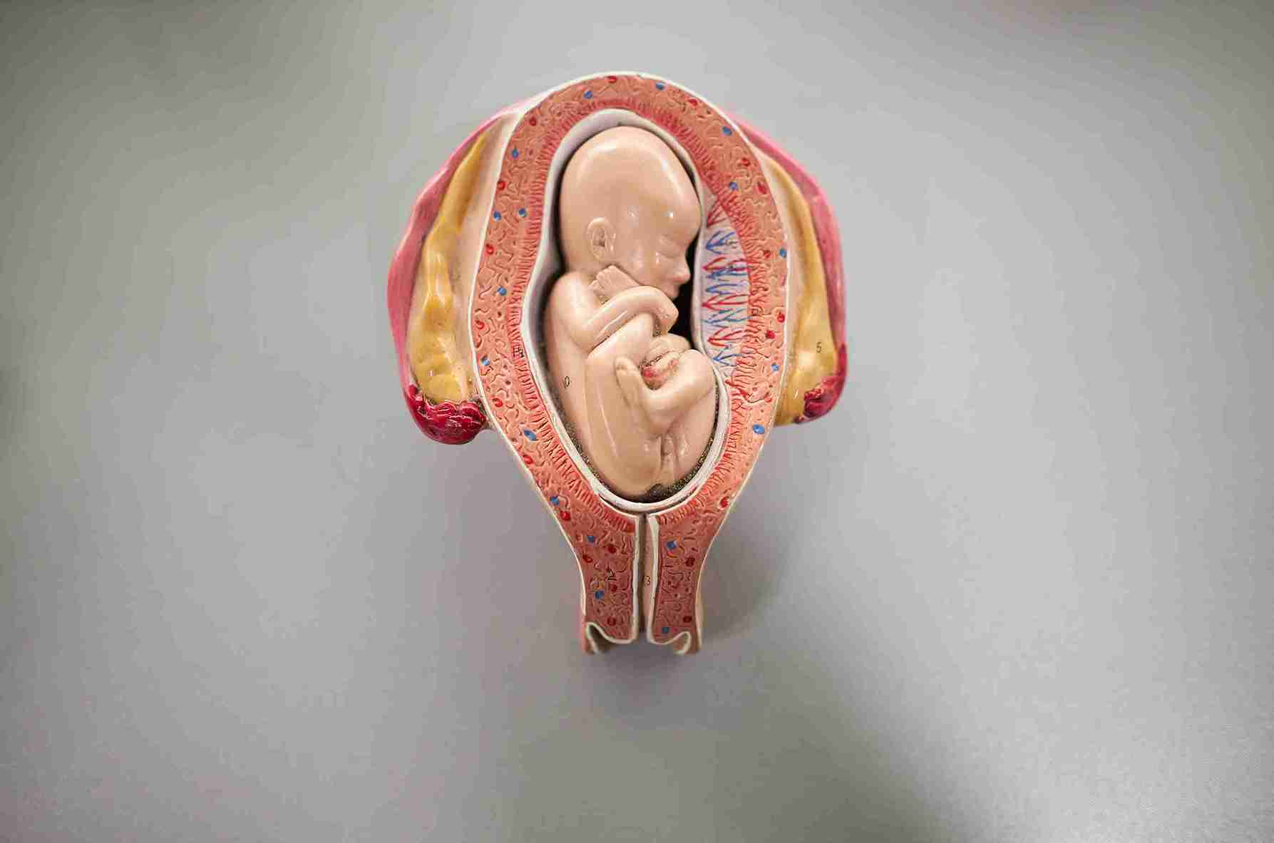 Anterior Placenta: What It Means, How It Affects Your Pregnancy, & What To Expect