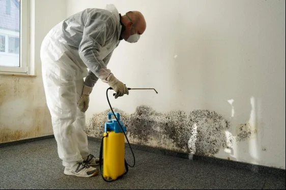 How Water Ingress Triggers the Need for Professional Mould Removal
