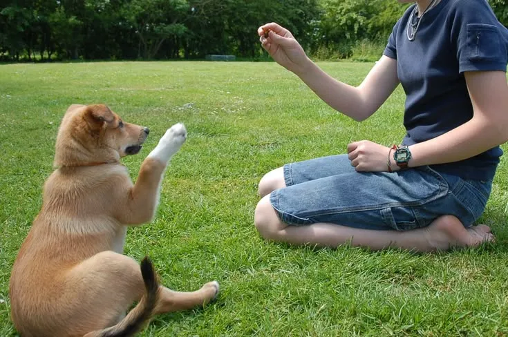 This may contain: a woman sitting on the ground with her dog in front of her and texting how to train & housebreak your dog in 30 days