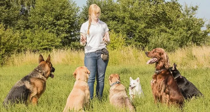 This may contain: a woman standing in the grass with five dogs