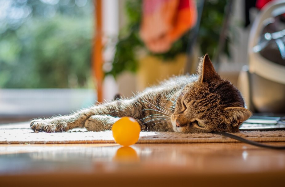 Do Cats Eat Catnip? The Truth About Catnip Toys Do Cats Eat Catnip? The Truth About Catnip Toys