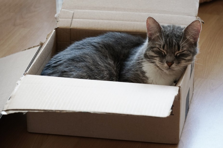 Why Cats Ignore Cat Toys for Cardboard Boxes