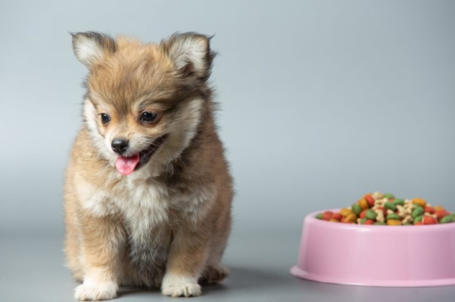 Best Dog Food for Small Dogs: How to Choose the Right Nutrition for Small Breeds Best Dog Food for Small Dogs: How to Choose the Right Nutrition for Small Breeds