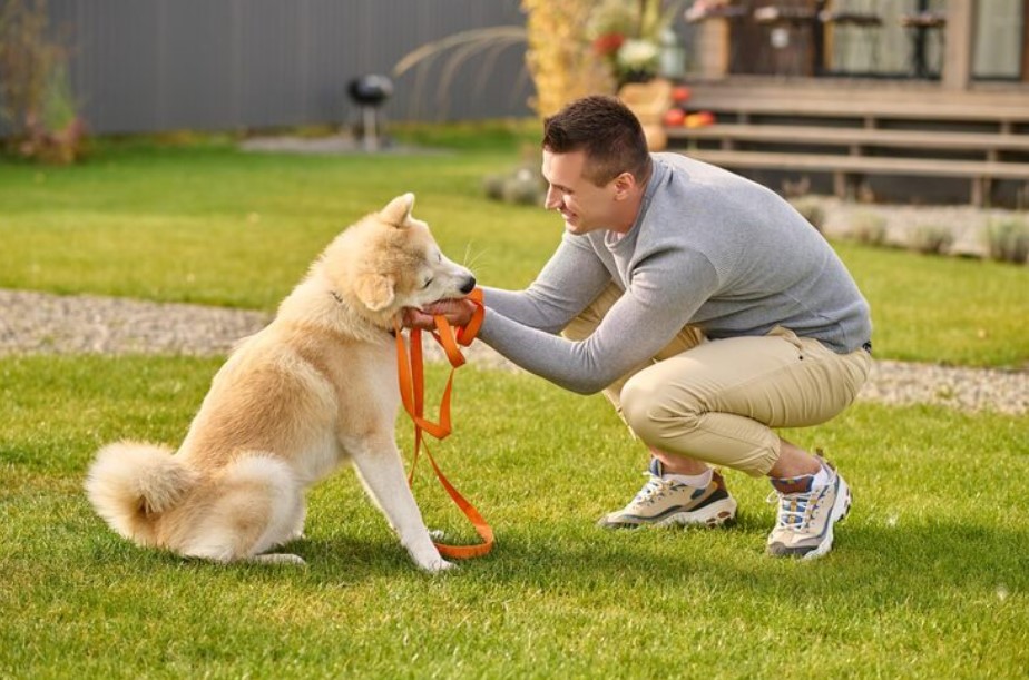 Puppy Training Treats: How to Choose Healthy Rewards for Effective Training Puppy Training Treats: How to Choose Healthy Rewards for Effective Training