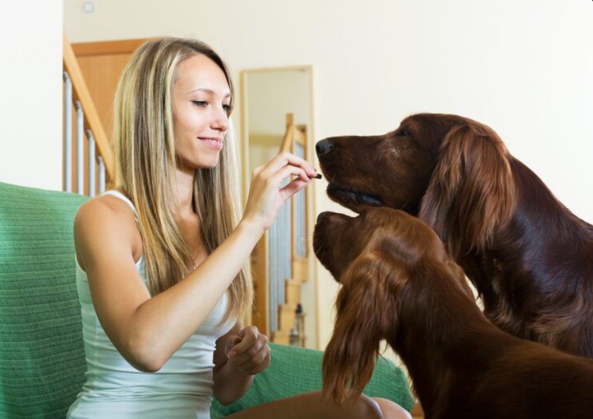 Soft Dog Treats: What to Look for When Choosing Treats for Your Dog Soft Dog Treats: What to Look for When Choosing Treats for Your Dog