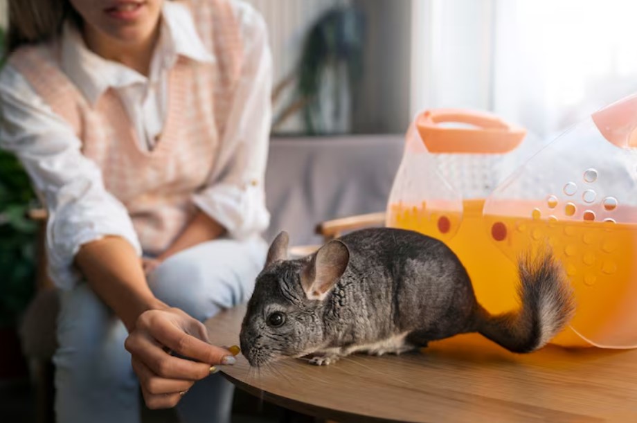 Essential Small Animal Supplies Every New Pet Owner Should Know