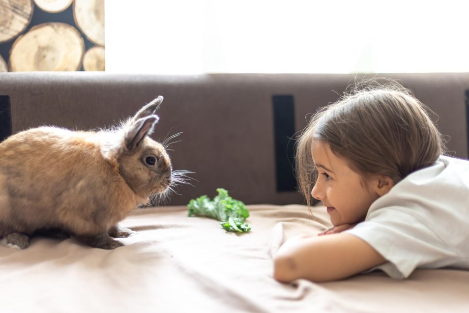 Why Small Animal Toys Are Important for Mental Stimulation and Exercise