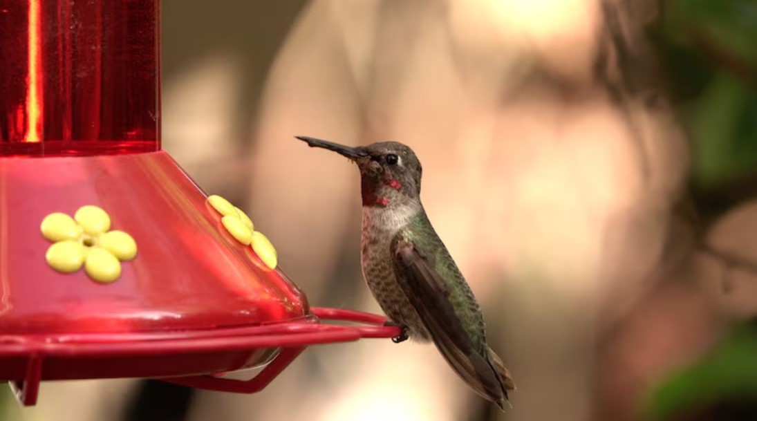 How a Water Bird Feeder Helps Support Birds Throughout the Year How a Water Bird Feeder Helps Support Birds Throughout the Year