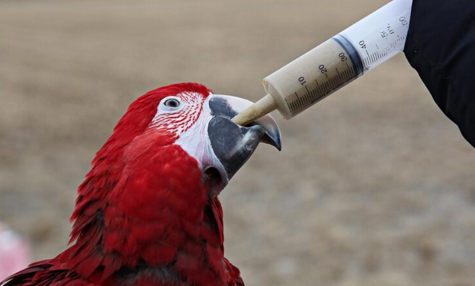 Best Bird Medication Options for Common Pet Bird Health Problems Best Bird Medication Options for Common Pet Bird Health Problems
