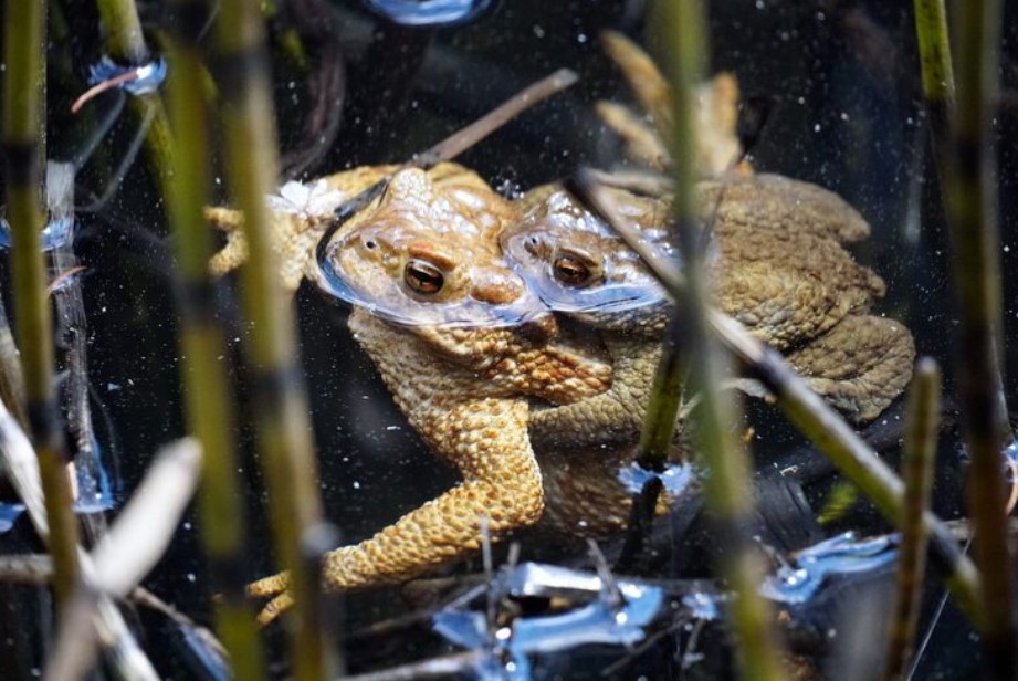 How Often Should You Clean and Replace Reptile Filter Media?
