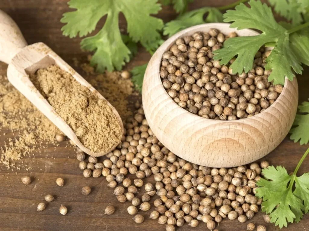 Coriander Seeds Exporter in India