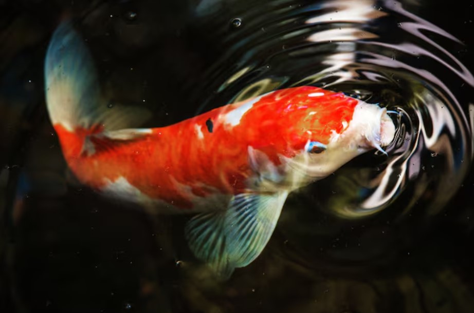 What Do Koi Fish Eat? Complete Koi Fish Food Guide for Beginners
