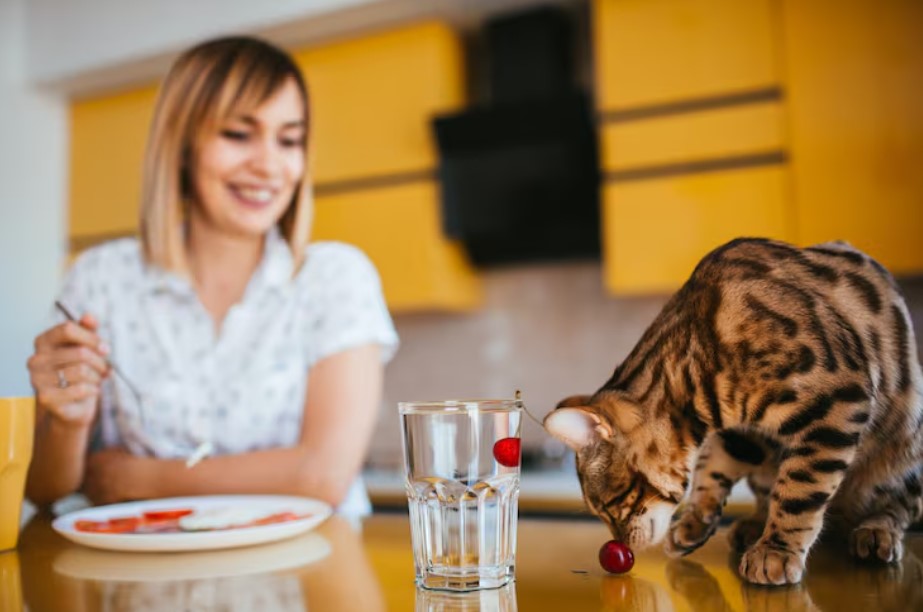 How to Choose Dental Treats for Cats for Better Oral Health How to Choose Dental Treats for Cats for Better Oral Health