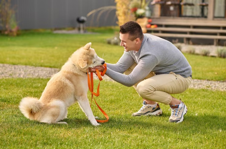 Puppy Training Treats: How to Choose Healthy Rewards for Effective Training