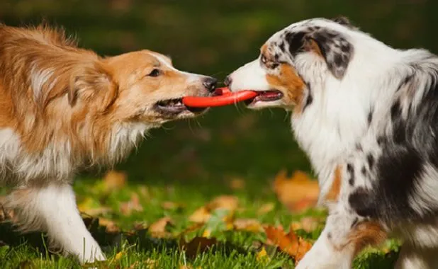 This may contain: two dogs playing with a frisbee in the grass