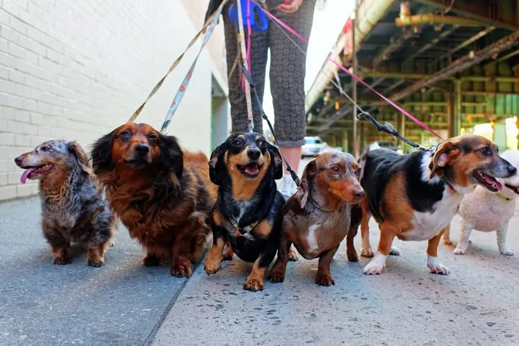 This may contain: a woman is walking her dogs down the street with their leashes tied to them