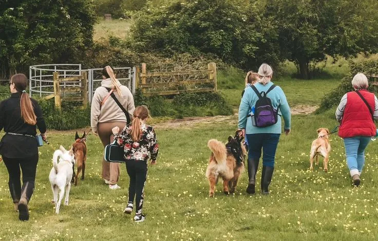 This may contain: group of people walking with dogs in grassy area