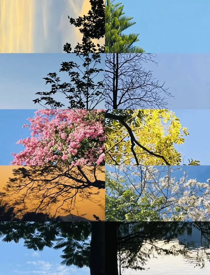 This may contain: four different trees are shown in the same color scheme, each with their own image
