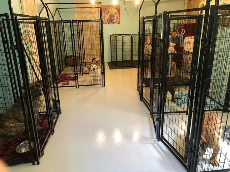 This may contain: several cages with dogs in them are lined up on the floor