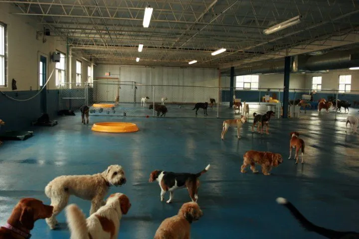 How Flooring Choices Change Between Indoor and Outdoor Animal Facilities