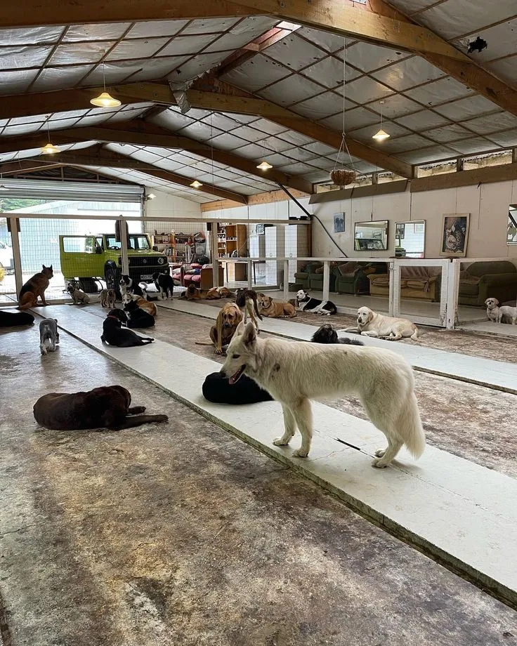This may contain: several dogs laying down and standing around in a building