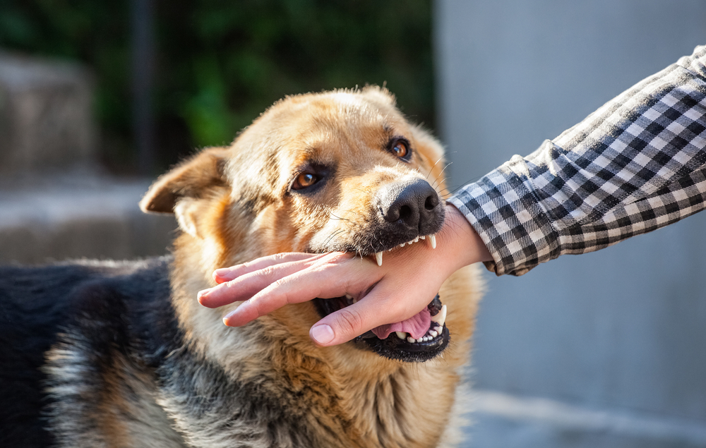 Key Mistakes To Avoid When Pursuing Compensation After A Dog Bite Key Mistakes To Avoid When Pursuing Compensation After A Dog Bite