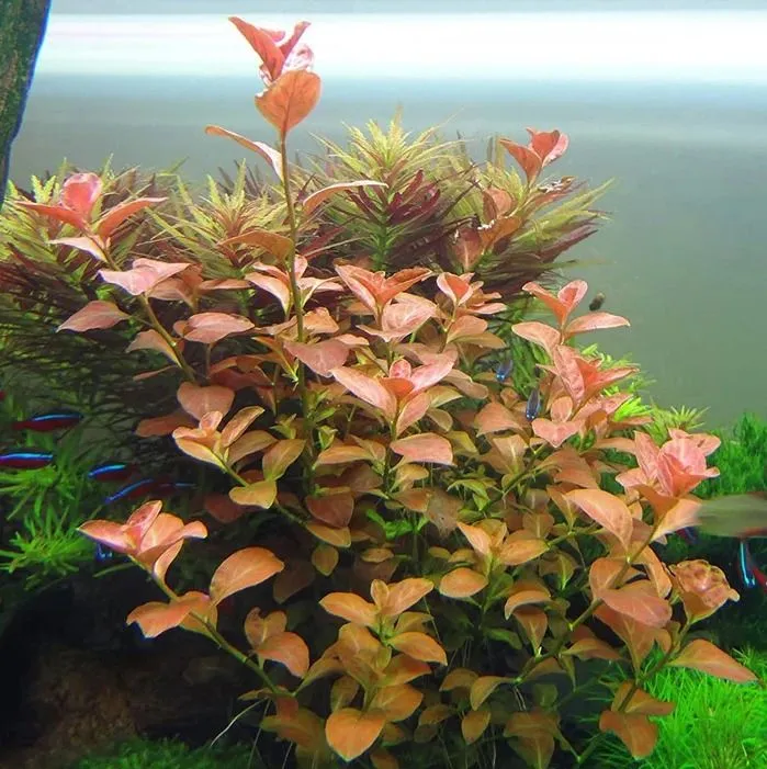 Ludwigia ovalis