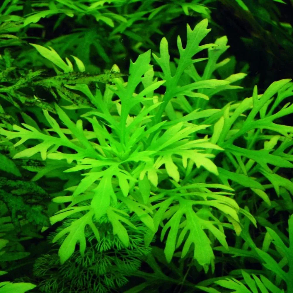 Hygrophila difformiss