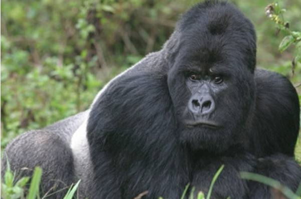 Gorilla Trekking Tour in Uganda: An Unforgettable Forest Adventure Gorilla Trekking Tour in Uganda: An Unforgettable Forest Adventure