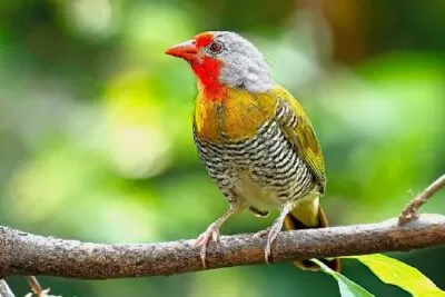 Uganda Birding Safari: Discover the Pearl of Africa Uganda Birding Safari: Discover the Pearl of Africa
