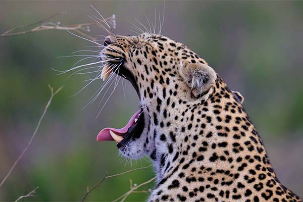 Maasai Mara Safari: An Unforgettable African Wildlife Experience Maasai Mara Safari: An Unforgettable African Wildlife Experience