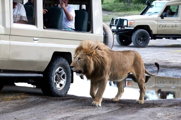 Maasai Mara Safari: An Unforgettable African Wildlife Experience Maasai Mara Safari: An Unforgettable African Wildlife Experience