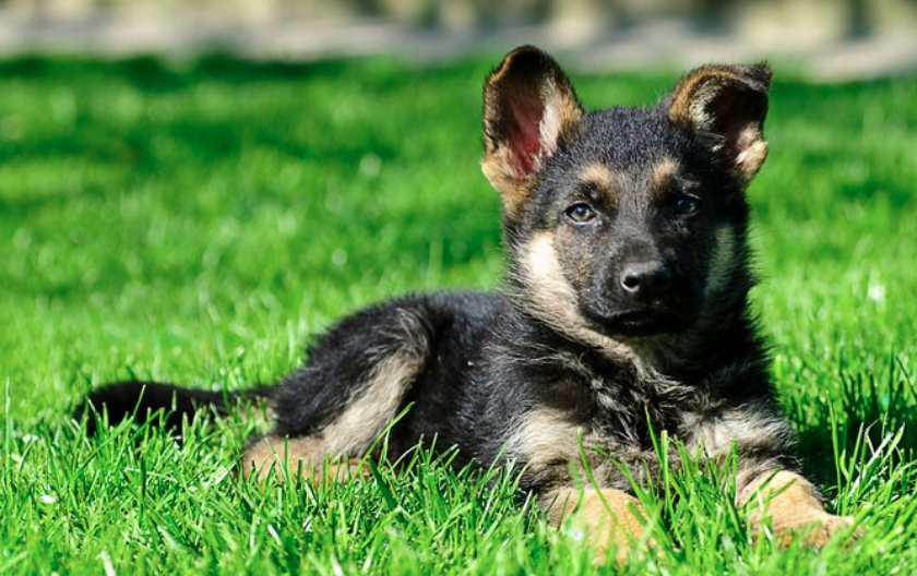 Six Reasons to Consider a Czech Bred German Shepherd Puppy Six Reasons to Consider a Czech Bred German Shepherd Puppy