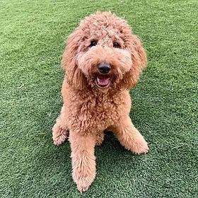 How to Register a Goldendoodle | Goldendoodle Registration | Designer Kennel Club