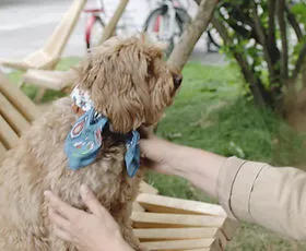 Designer Kennel Club of America | Dog Registry | Designer Dog Breeder