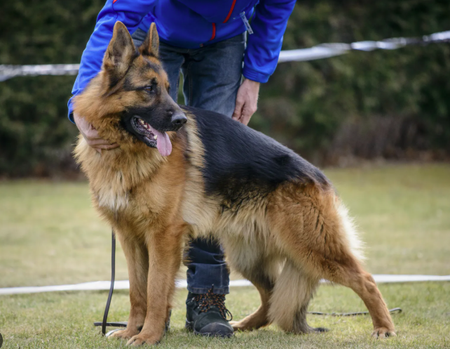 Why German Shepherds Make Good Family Protection Dogs Why German Shepherds Make Good Family Protection Dogs