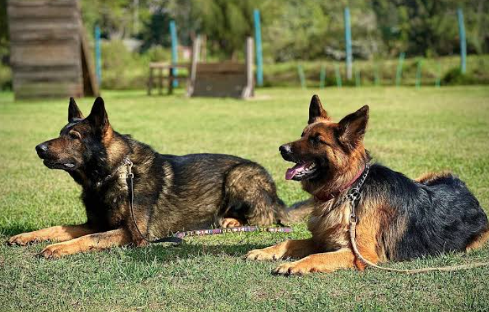Four Reasons to Consider a Working Line German Shepherd Puppy Rather Than a Show Line Puppy Four Reasons to Consider a Working Line German Shepherd Puppy Rather Than a Show Line Puppy