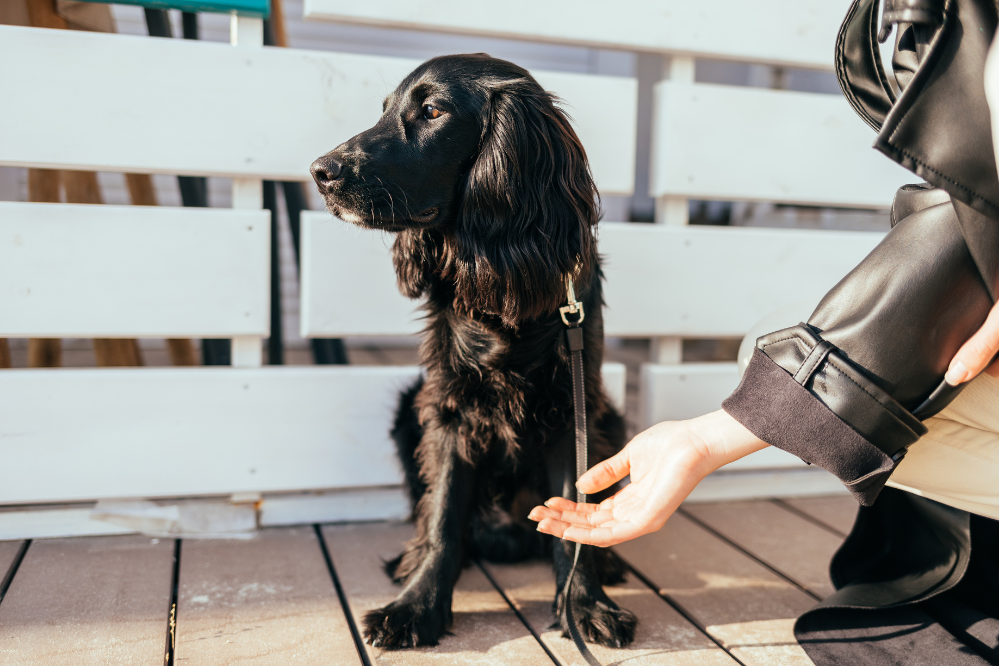 Why a Dog Can Behave Differently From One Situation to Another Why a Dog Can Behave Differently From One Situation to Another
