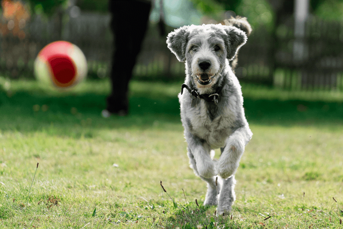 Why Dog Training Progress Is Often Made Between Lessons