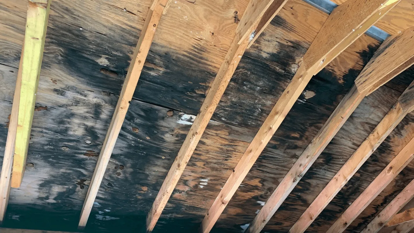 Glendale Heights Attic Mold Removal Services | The Mold Genius