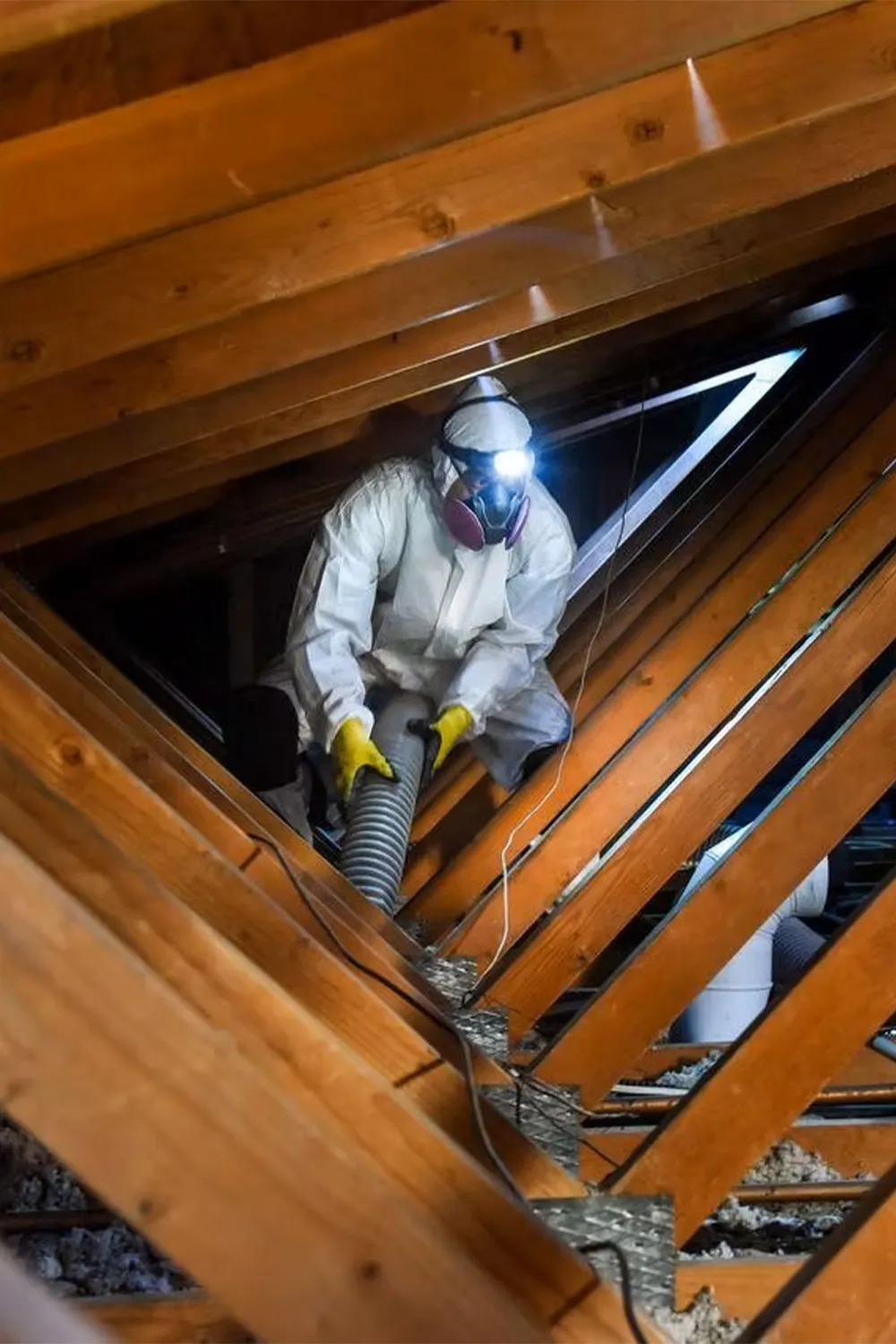Attic Mold Removal - The Mold Genius