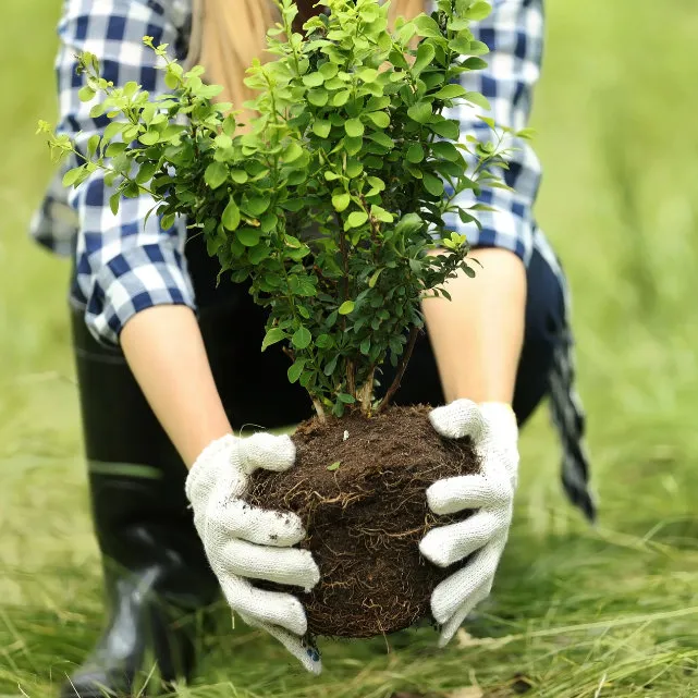Palatine Tree and Shrub Care Services
