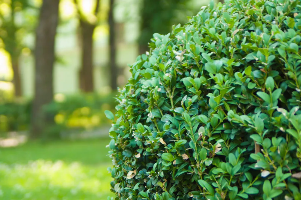 Arborist Service Chicago - Certified Arborist For Trees, & Shrubs - On  Target Tree & Shrub Care