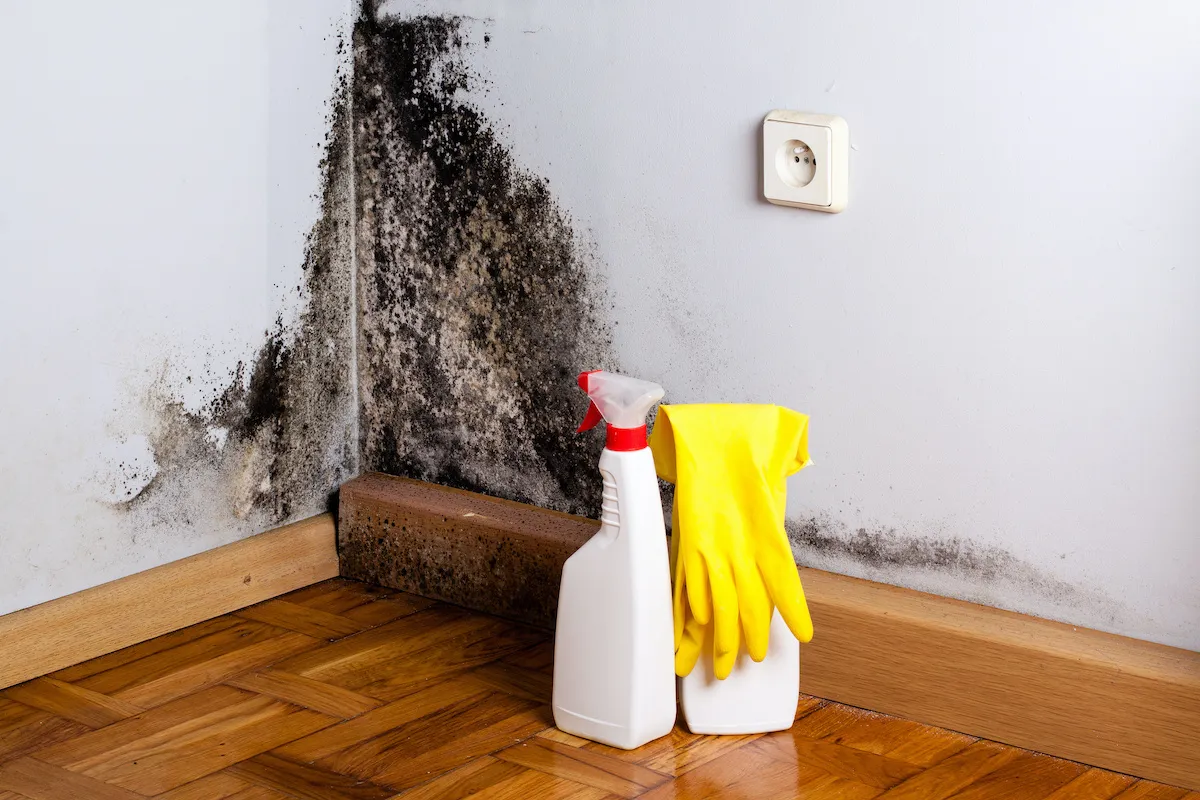 Top 9 Myths and The Truth About Mold Debunked
